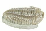 Prone Flexicalymene Trilobite - Mt Orab, Ohio #380323-2